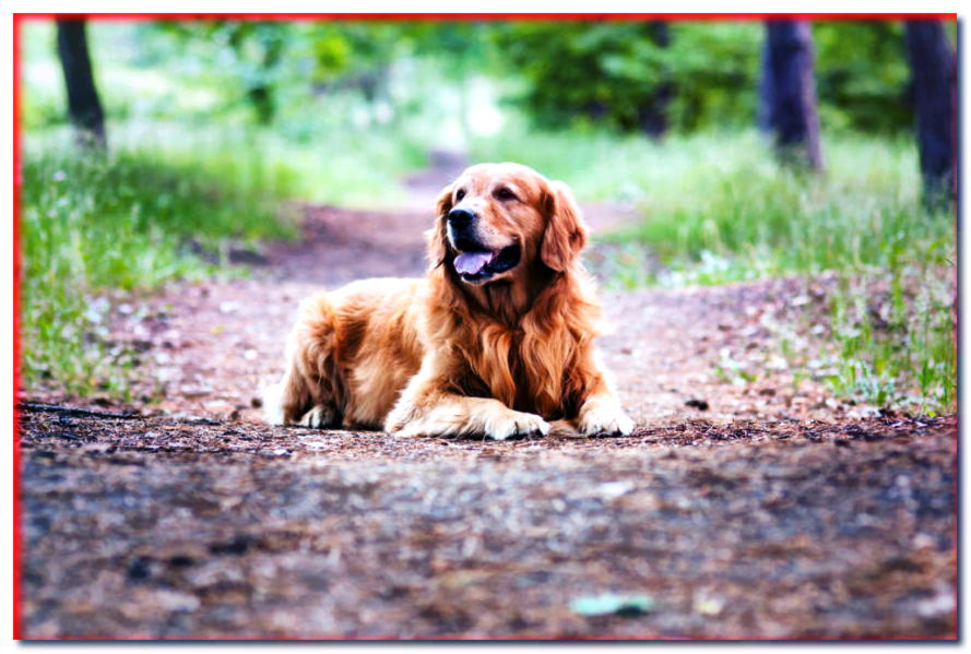 ¡Actividad canina! ¿Cuánto ejercicio necesita realmente tu perro? - dogscap.com