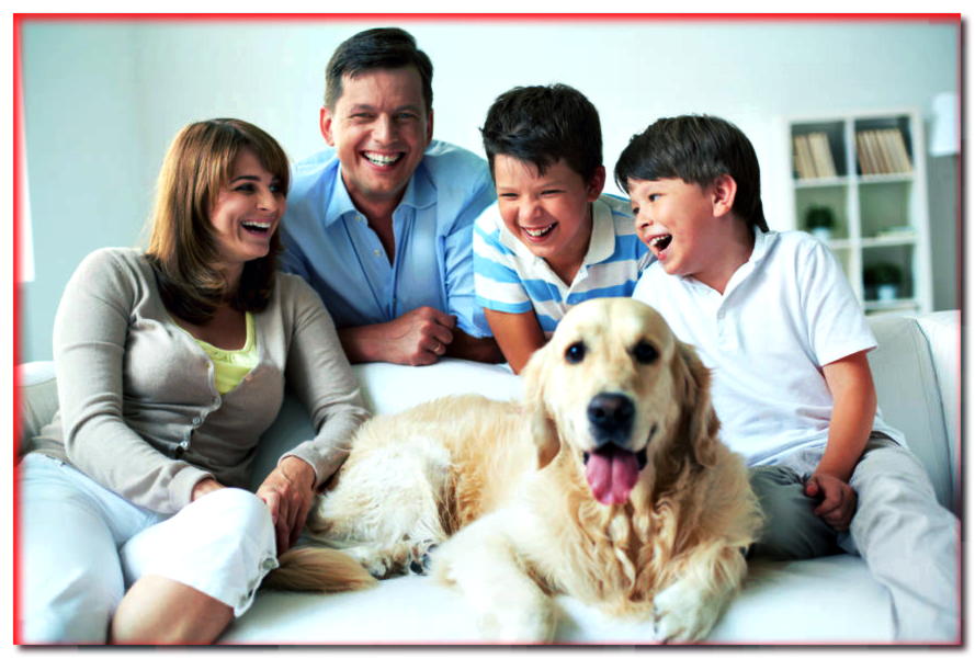 ¿Qué perro es para una familia con un niño y cuál es para una persona mayor? ¡Le recomendamos!