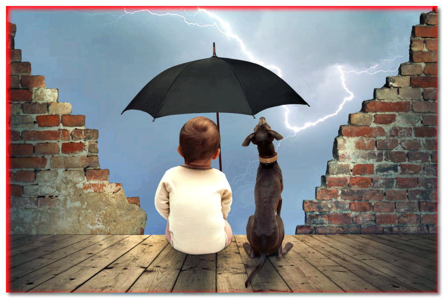 El perro le tiene miedo a la tormenta. ¿Qué hacer?