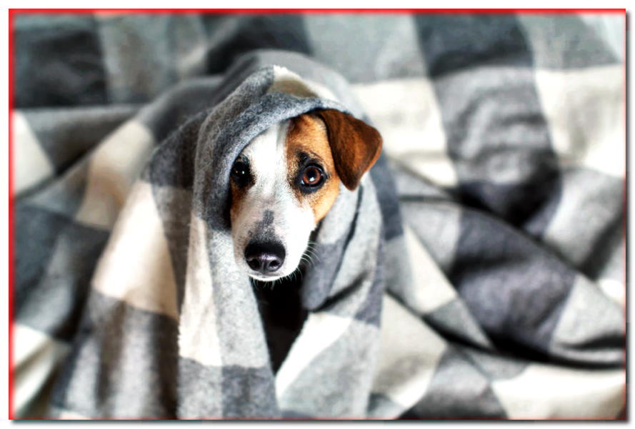 El perro está chupando la manta. ¿Por qué está haciendo esto?