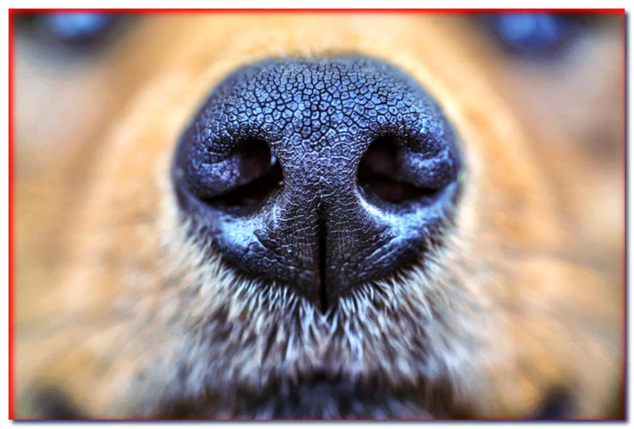 ¿Qué determina el color de la nariz de un perro?