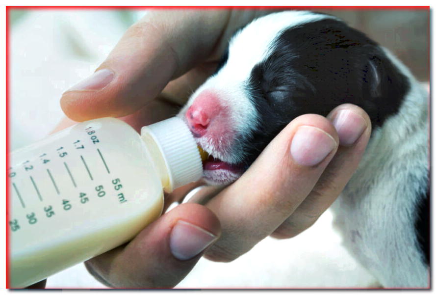 Sustituto de leche para perros