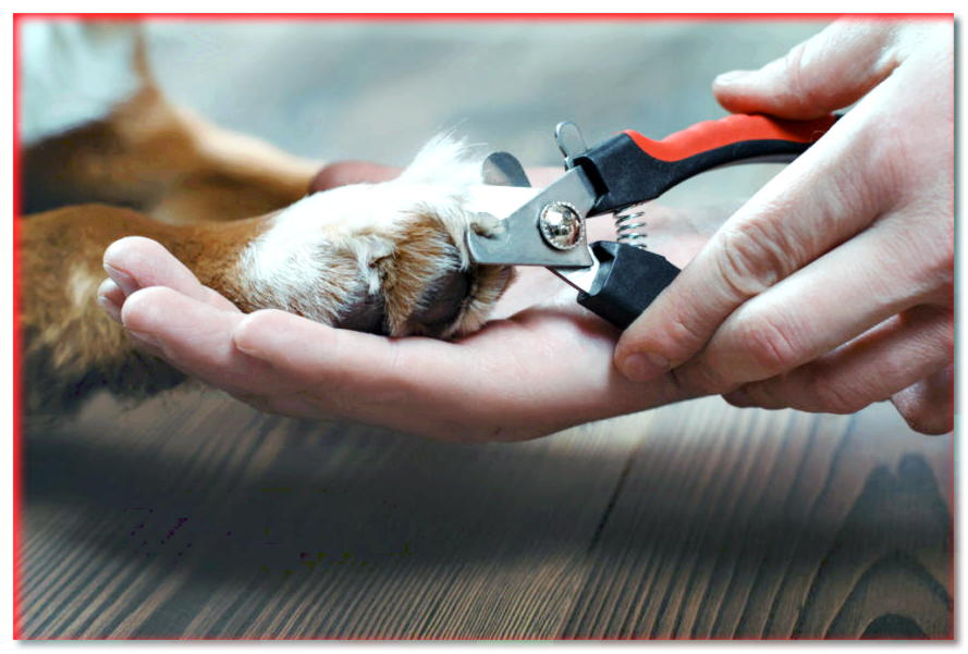 ¿Cómo cortarle las uñas a tu perro correctamente? ¡Consulte nuestras instrucciones detalladas!