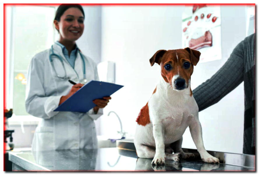 ¿Es una clínica veterinaria como una farmacia?