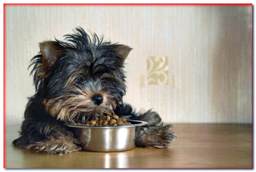 ¿Tiene sentido mezclar comida para mascotas barata y cara?
