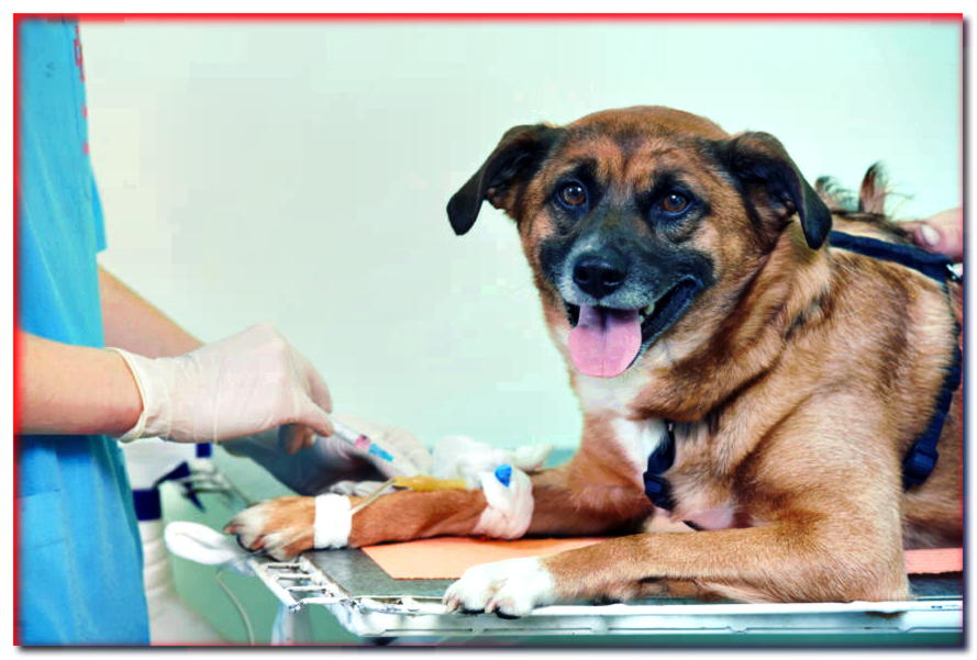 Análisis de sangre para perros. ¿Cuándo es el mejor momento para realizarlas? Consultas veterinarias - dogscap.com