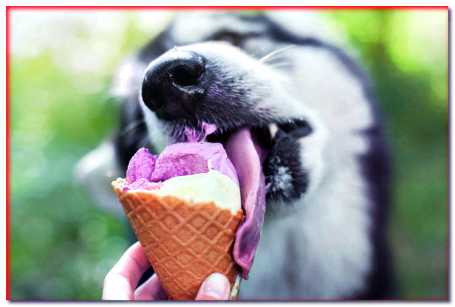 ¡Cuidado con el helado! ¿Por qué no deberías darle helado a tu perro?
