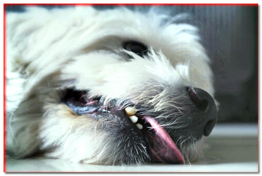 ¿Cómo reconocer la epilepsia en un perro?