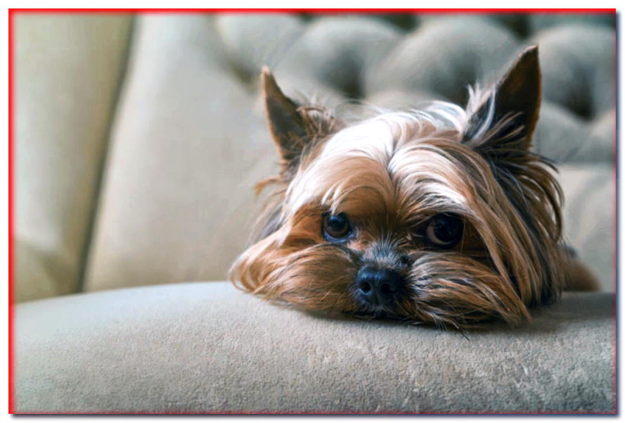 ¿Tiene sentido cansar al perro con el tratamiento?