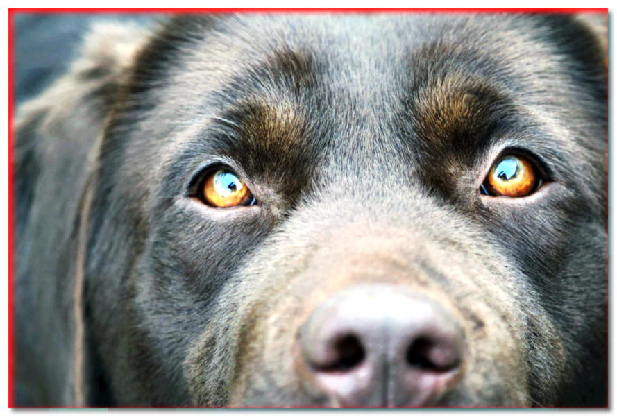 ¿Cómo ven el mundo los perros? ¡Aprenda las habilidades de la visión canina! - dogscap.com