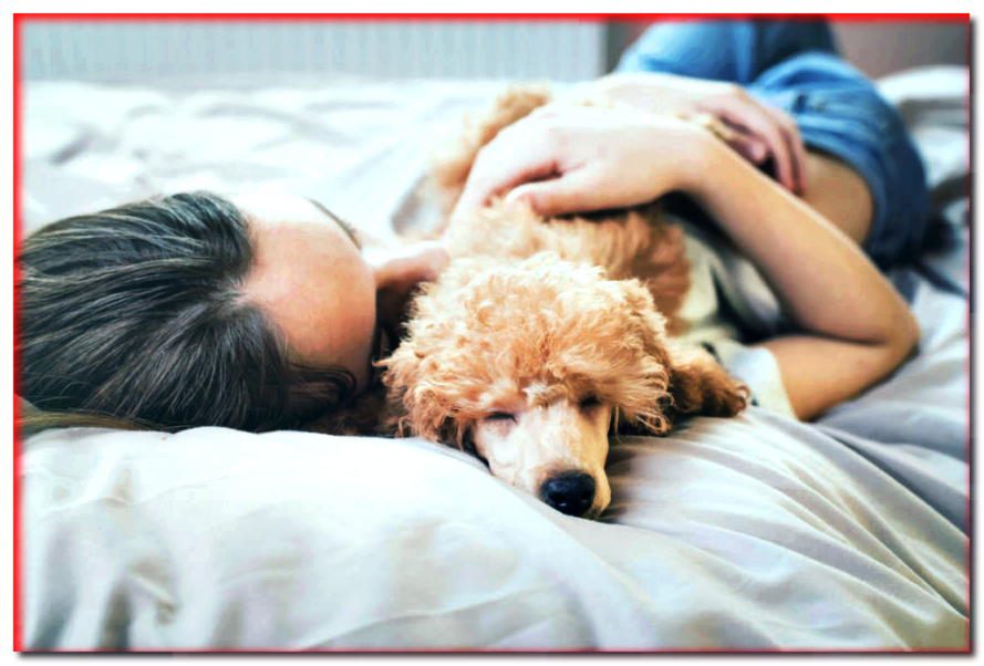 ¿Duermes en la cama con tu perro? ¡Otros también! ¿Cuáles son las ventajas de esto?