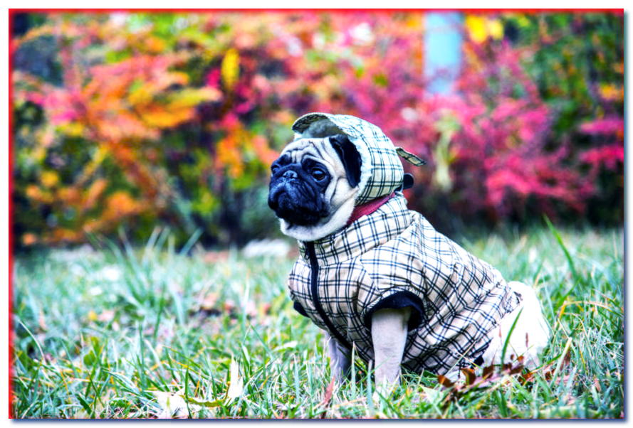 Tendencias de otoño. ¿Con qué llevar un perro?
