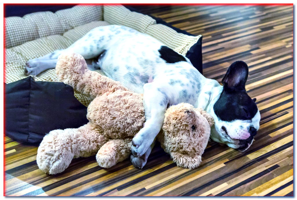 ¿Pueden los perros soñar? ¿Por qué a veces ladran mientras duermen? - dogscap.com