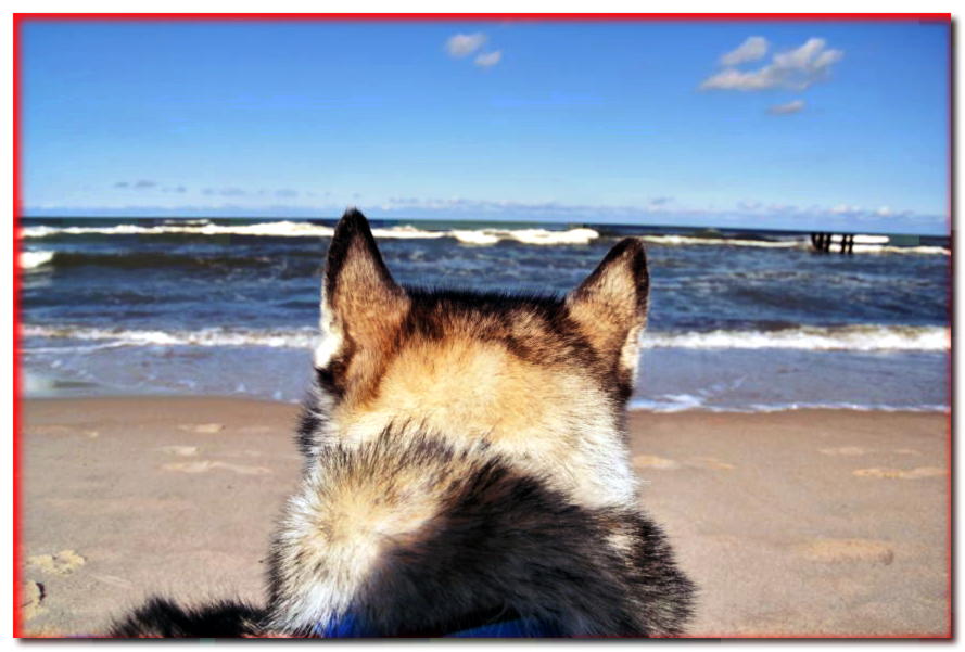 Otoño junto al mar. ¿Puedes pasar más tiempo con tu perro?