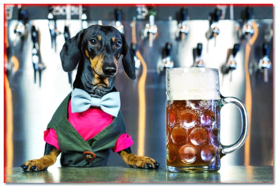 ¿Puede un perro beber cerveza? ¿El alcohol daña a los perros?