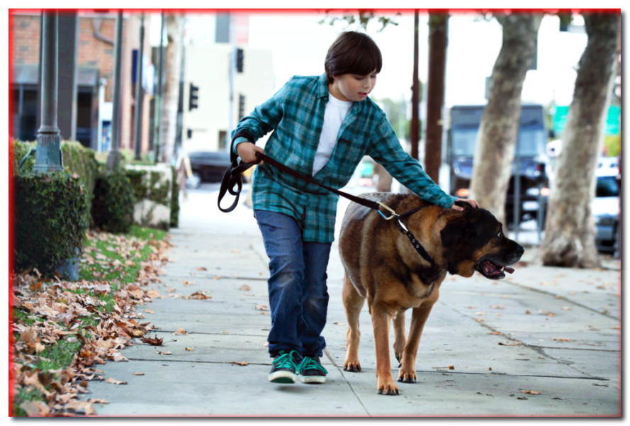 ¿Un niño en un paseo independiente con un perro es una buena combinación?