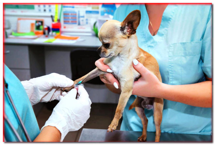 ¡Sacar sangre no es tan malo! 5 formas de reducir el estrés en los perros