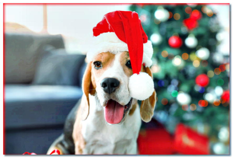 ¿Tu perro fue educado y mereció un regalo de Santa? ¡Prueba de control!