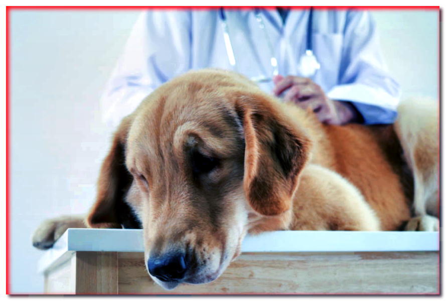 Los mismos síntomas pueden significar diferentes enfermedades. ¡No seas el veterinario de tu perro!