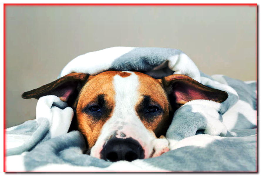 12 verdades y mitos sobre los resfriados de los perros