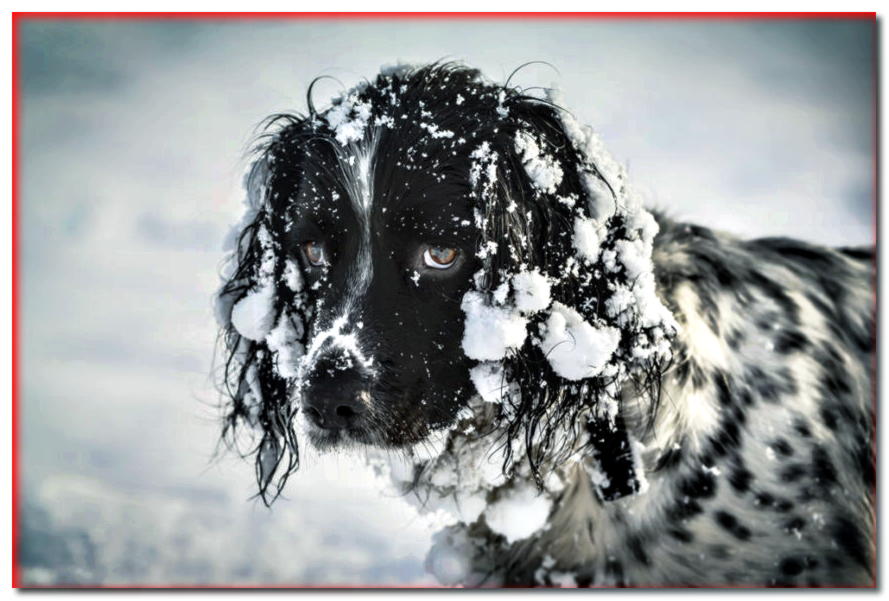 ¿Pueden los perros comer nieve? ¡Aquí hay 5 mitos sobre la salud del perro en invierno!
