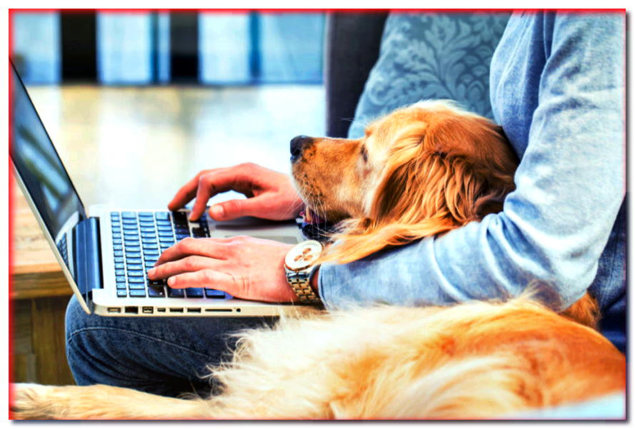 ¡La consulta en línea puede ser peligrosa para la salud y la vida de su perro!