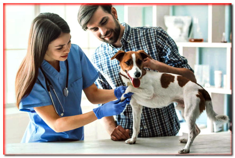 ¿Sabe lo importante que es un historial médico preciso en el tratamiento? - Blogs de perros - dogscap.com