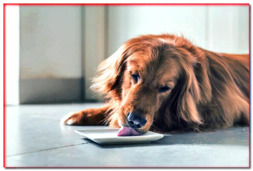 ¿Tu perro lame los platos? ¡Lo conoces mejor!