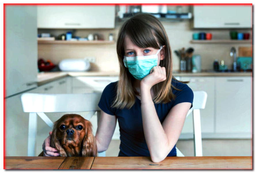 ¿La gente lleva a sus perros al veterinario durante una pandemia?
