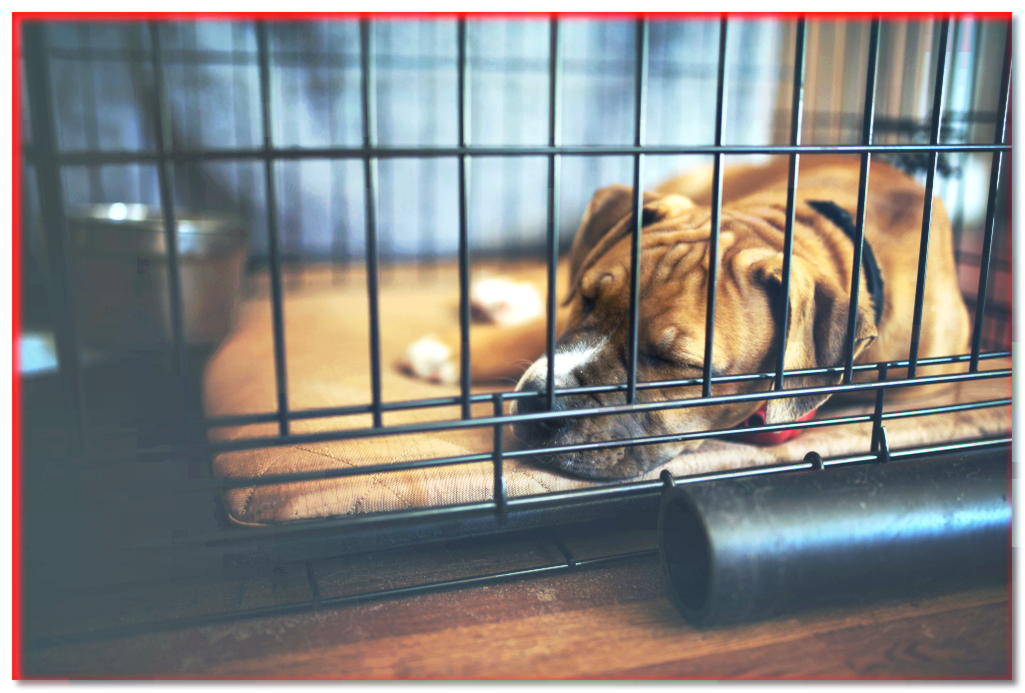 Jaula de la perrera: ¿lugar seguro o prisión?