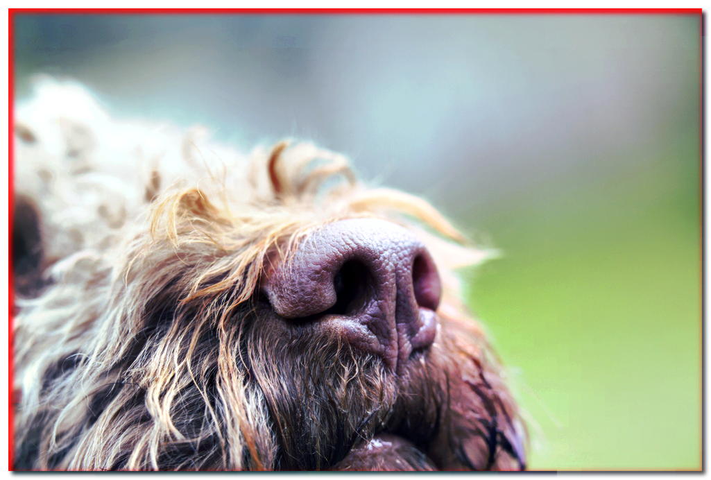 ¿Dejaste que tu perro hiciera ESO? Si es así, ¡tienes un feliz amigo de cuatro patas! - dogscap.com