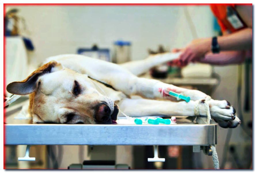 Anestesia en un perro. ¡Esto es lo que necesita saber al preparar a su perro para un tratamiento anestésico!