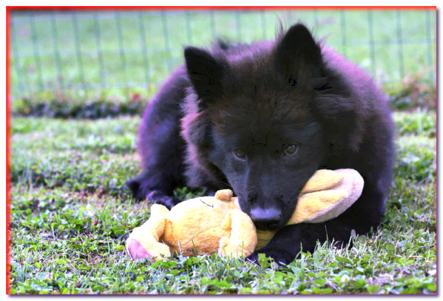 Cachorro negro con un juguete
