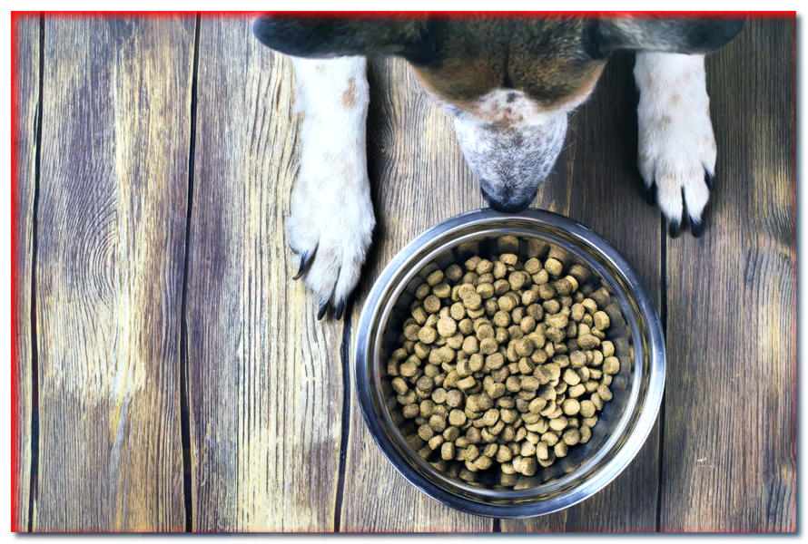 ¿Cómo conseguir que tu perro coma alimento seco?