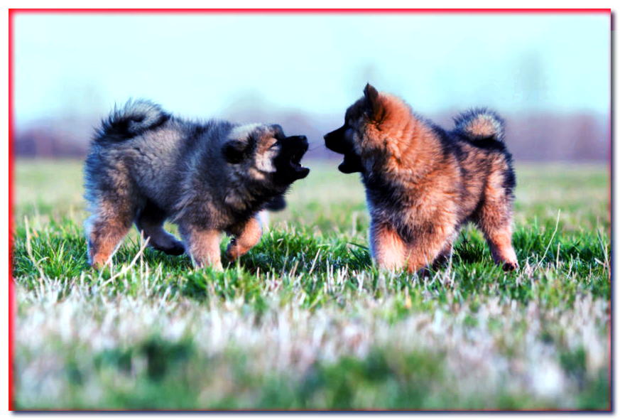 Dos cachorros jugando en la hierba