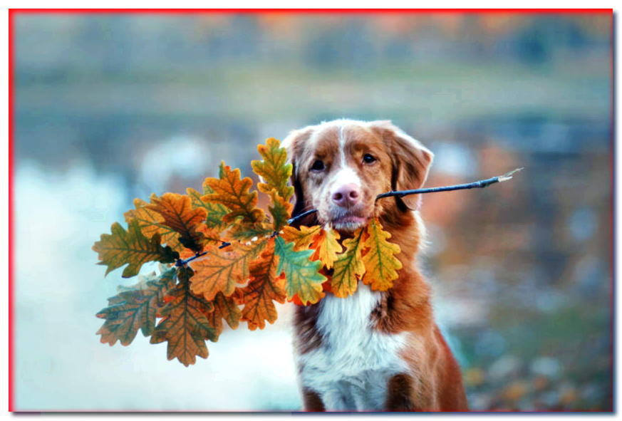 Perro perdiguero escocés con hojas