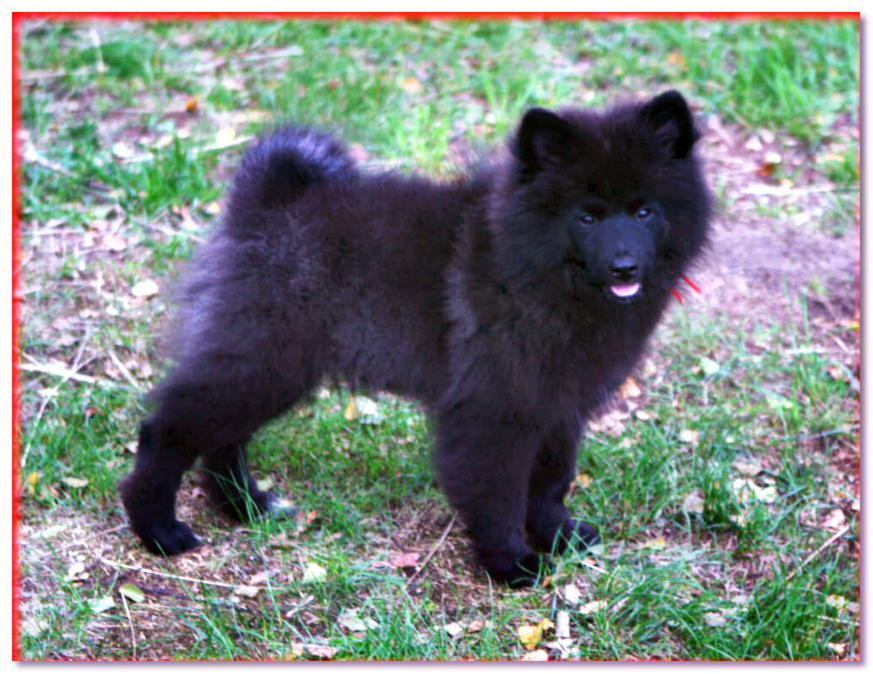 Cachorro de Spitz negro de pie sobre la hierba