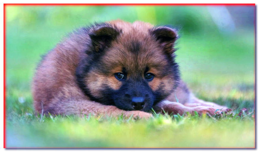 Cachorro eurasier tumbado en la hierba