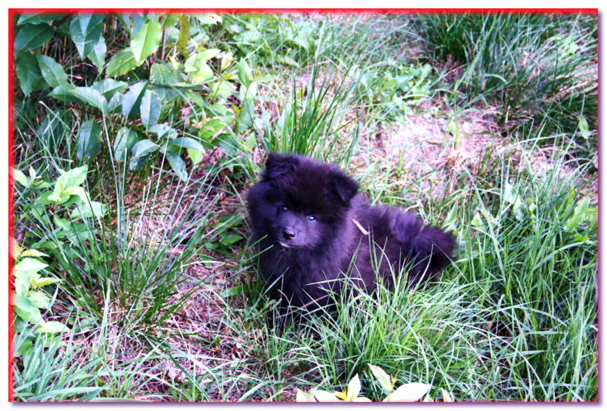 Cachorro de Pomerania negro grande tumbado en la hierba
