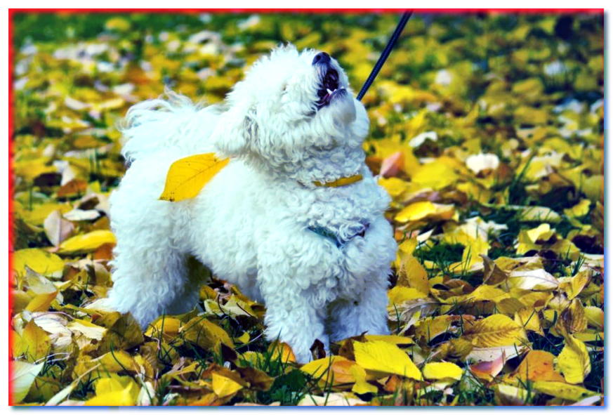 Hombre boloñés se encuentra entre hojas de otoño