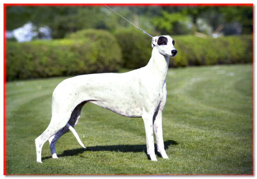 Greyhound en posición de demostración