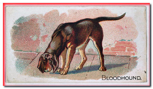 Ilustración de dominio público: tarjeta coleccionable Bloodhound de la década de 1930