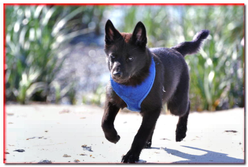 Cachorro Kaya corriendo sobre la arena