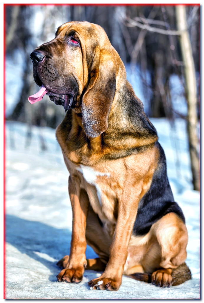 Bloodhound en invierno