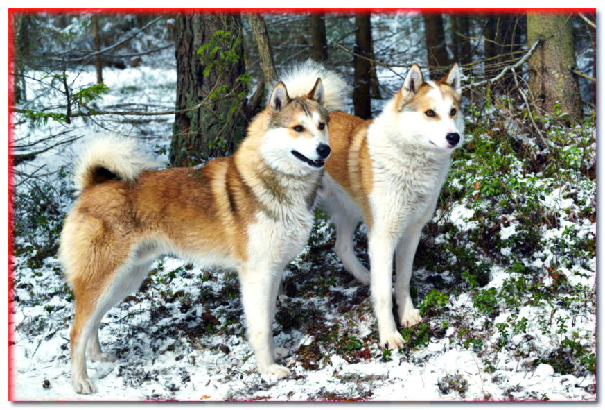 Soporte de dos perros con garras en el bosque de invierno