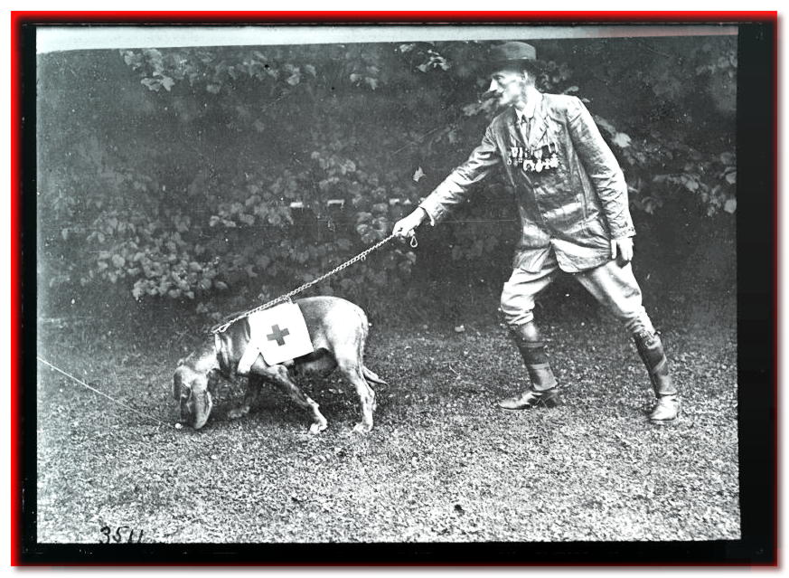 Snoop como perro de rescate, trabajó para la Cruz Roja Española en 1917.