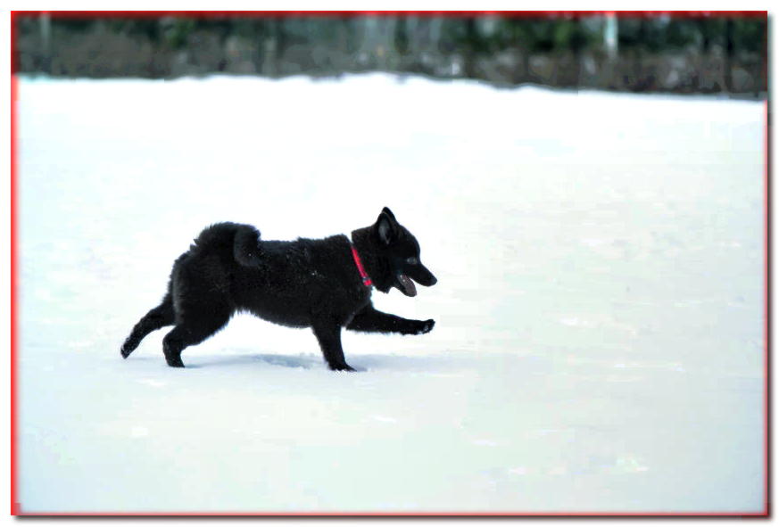 Cachorro Schipperke corriendo en la nieve.