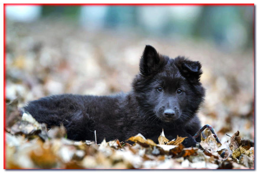 Cachorro Groenedael acostado sobre hojas de otoño
