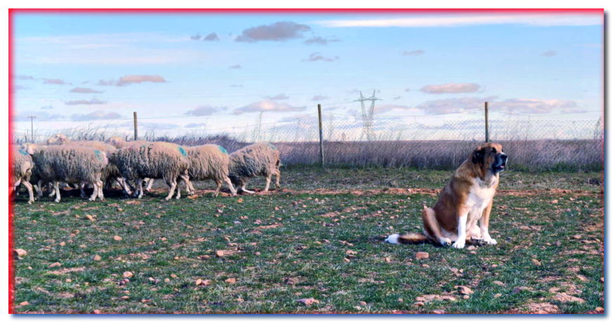 Mastín español se sienta junto a un rebaño de ovejas
