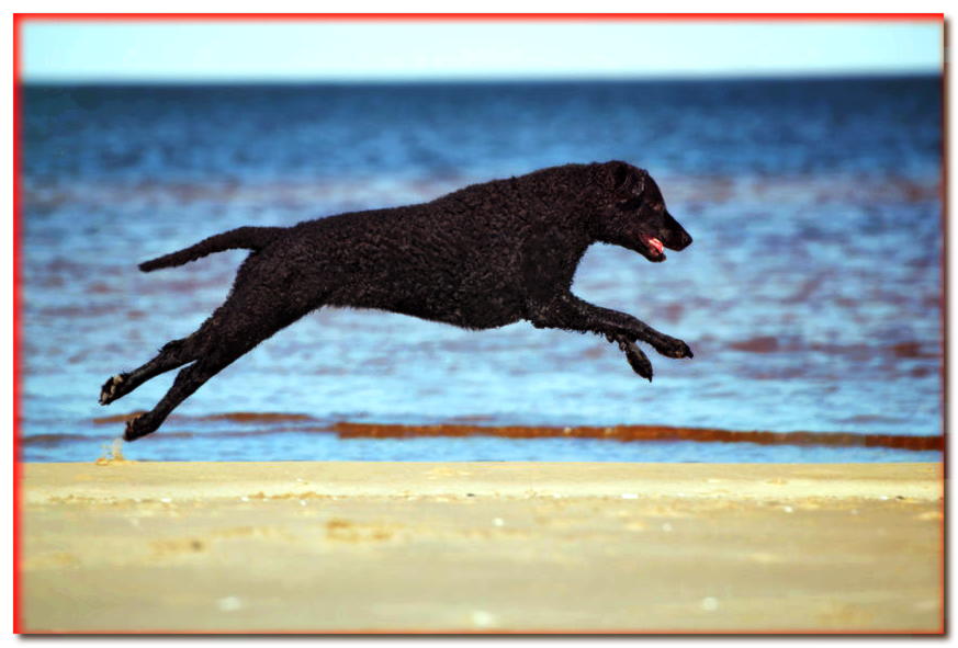 Perro perdiguero de pelo rizado saltando a la orilla del mar